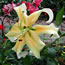 Lilium Golden Stargazer